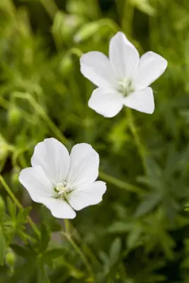 Geranium (Ooievaarsbek) - afbeelding 3