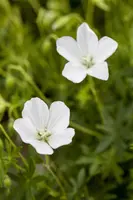 Geranium (Ooievaarsbek) - afbeelding 3
