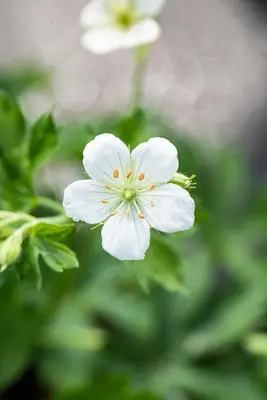 Geranium (Ooievaarsbek) - afbeelding 7