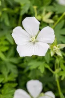 Geranium (Ooievaarsbek) - afbeelding 9