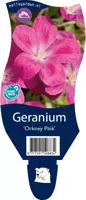 Geranium 'Orkney Pink' (Ooievaarsbek) - afbeelding 1