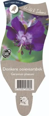 Geranium phaeum (Donkere ooievaarsbek) - afbeelding 1