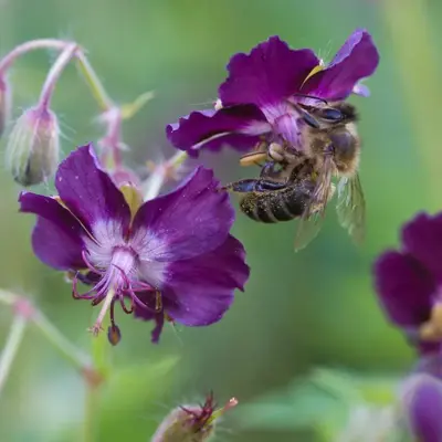 Geranium phaeum (Donkere ooievaarsbek) - afbeelding 2