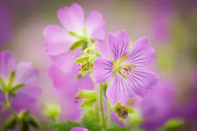 Geranium pratense (Beemdooievaarsbek) - afbeelding 13