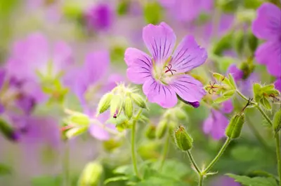 Geranium pratense (Beemdooievaarsbek) - afbeelding 12