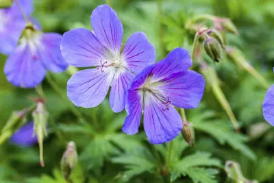 Geranium pratense (Beemdooievaarsbek) - afbeelding 3