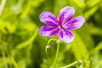 Geranium pratense (Beemdooievaarsbek) - afbeelding 4