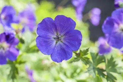 Geranium pratense (Beemdooievaarsbek) - afbeelding 6