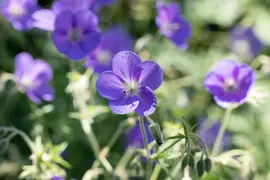 Geranium pratense (Beemdooievaarsbek) - afbeelding 7