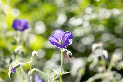Geranium pratense (Beemdooievaarsbek) - afbeelding 8