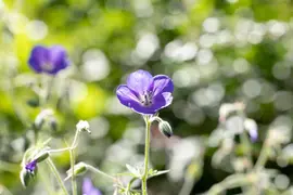 Geranium pratense (Beemdooievaarsbek) - afbeelding 8