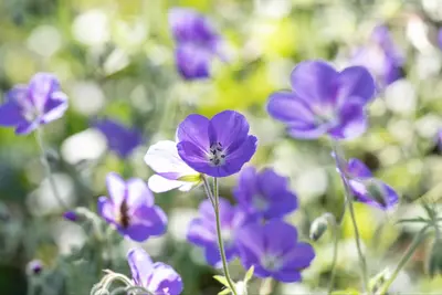 Geranium pratense (Beemdooievaarsbek) - afbeelding 9