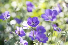 Geranium pratense (Beemdooievaarsbek) - afbeelding 9