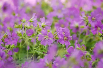 Geranium pratense (Beemdooievaarsbek) - afbeelding 10