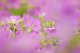 Geranium pratense (Beemdooievaarsbek) - afbeelding 11