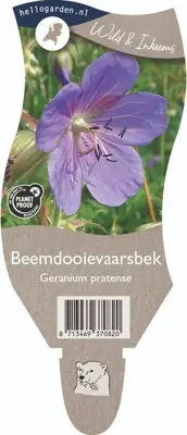 Geranium pratense (Beemdooievaarsbek) - afbeelding 1