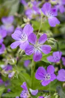 Geranium pratense (Beemdooievaarsbek) - afbeelding 2
