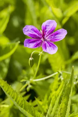 Geranium pratense (Beemdooievaarsbek) - afbeelding 5