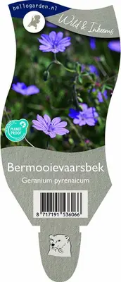 Geranium pyrenaicum (Bermooievaarsbek) - afbeelding 1