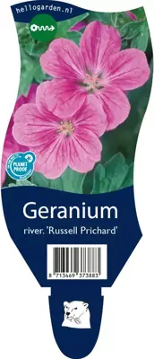 Geranium riversleaianum 'Russell Prichard' (Ooievaarsbek) - afbeelding 1