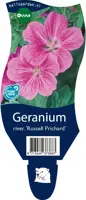Geranium riversleaianum 'Russell Prichard' (Ooievaarsbek) - afbeelding 1