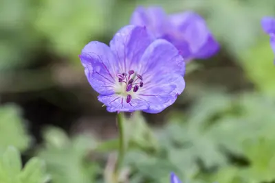 Geranium Rozanne 20cm - afbeelding 5