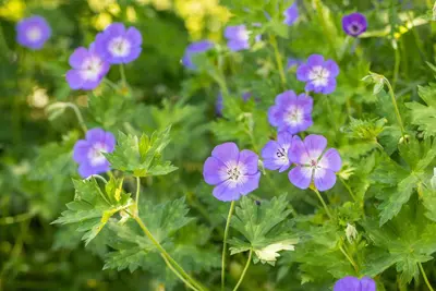 Geranium Rozanne 20cm - afbeelding 20