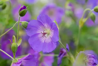 Geranium Rozanne 20cm - afbeelding 34
