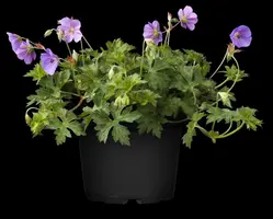 Geranium Rozanne 20cm - afbeelding 8