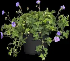 Geranium Rozanne 20cm - afbeelding 13