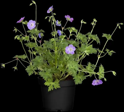 Geranium Rozanne 20cm - afbeelding 15