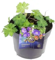 Geranium Rozanne 20cm - afbeelding 1