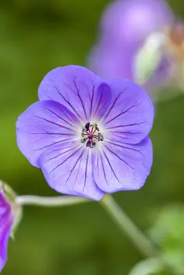 Geranium Rozanne 20cm - afbeelding 9