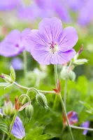 Geranium Rozanne 20cm - afbeelding 12