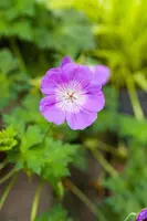 Geranium Rozanne 20cm - afbeelding 38