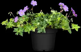 Geranium rozanne (Ooievaarsbek) - afbeelding 10