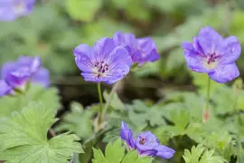 Geranium rozanne (Ooievaarsbek) - afbeelding 4