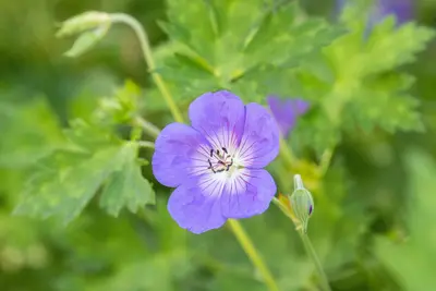 Geranium rozanne (Ooievaarsbek) - afbeelding 19