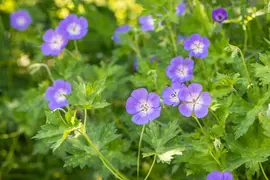 Geranium rozanne (Ooievaarsbek) - afbeelding 20