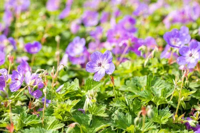 Geranium rozanne (Ooievaarsbek) - afbeelding 21