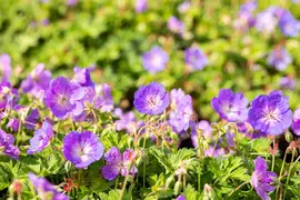 Geranium rozanne (Ooievaarsbek) - afbeelding 22