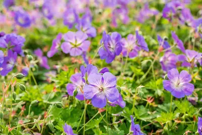 Geranium rozanne (Ooievaarsbek) - afbeelding 24