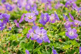 Geranium rozanne (Ooievaarsbek) - afbeelding 24