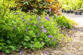 Geranium rozanne (Ooievaarsbek) - afbeelding 32
