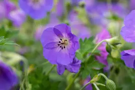 Geranium rozanne (Ooievaarsbek) - afbeelding 35