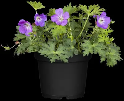 Geranium rozanne (Ooievaarsbek) - afbeelding 11