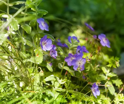 Geranium rozanne (Ooievaarsbek) - afbeelding 2