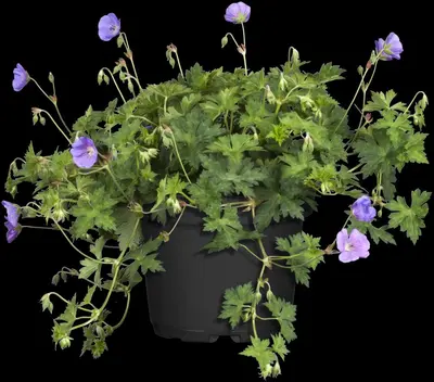 Geranium rozanne (Ooievaarsbek) - afbeelding 13