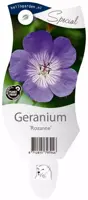 Geranium rozanne (Ooievaarsbek) kopen?