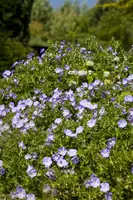 Geranium rozanne (Ooievaarsbek) - afbeelding 3